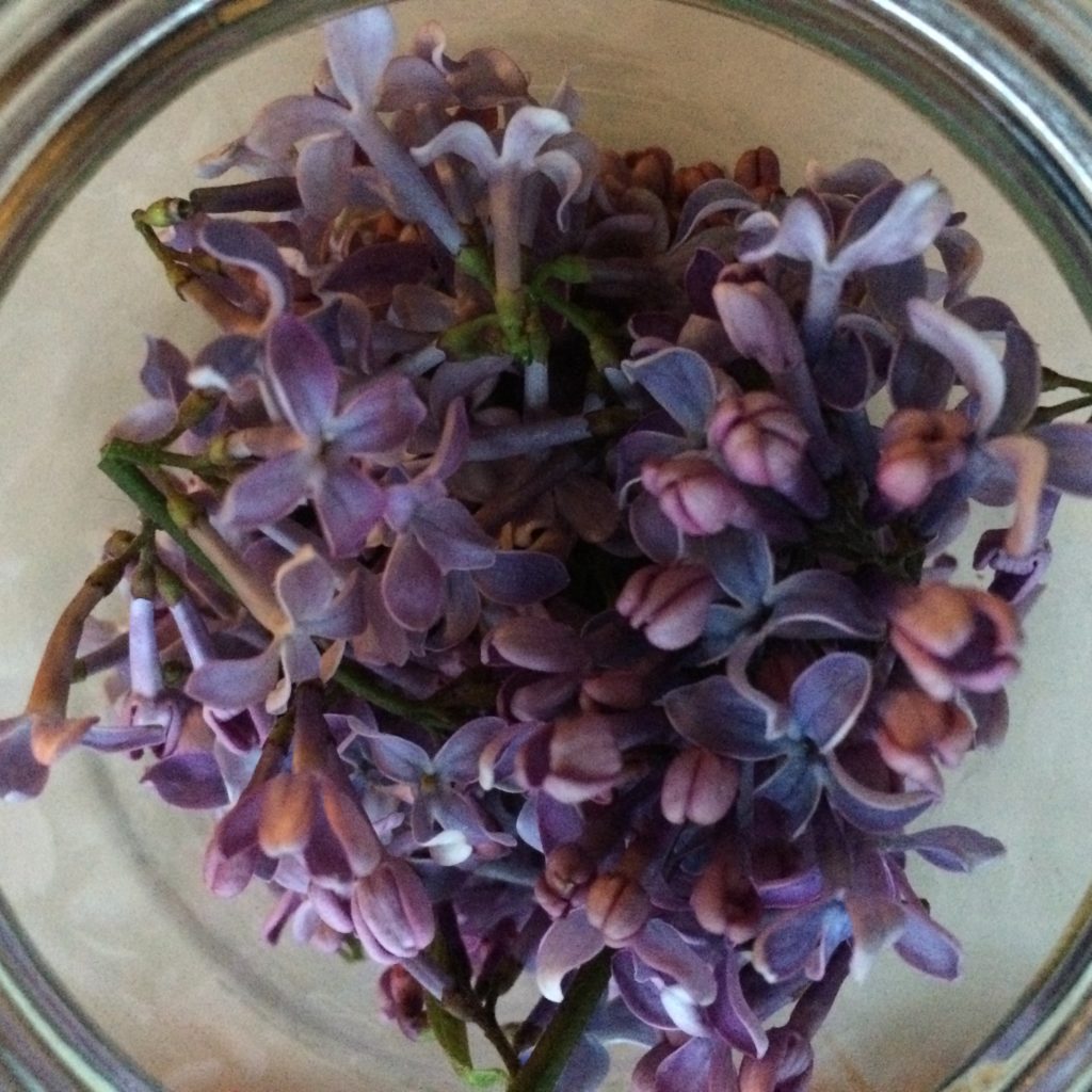 Lilac Syrup: A Simple Syrup For Floral Flavor | A Domestic Wildflower click to read how to make homemade lilac syrup. Use it in tea, cocktails, cake frosting, and more! Such a simple tutorial! 