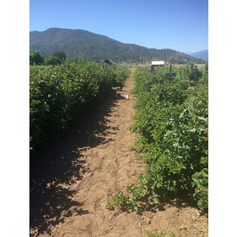 Berry Patch Top main image 1