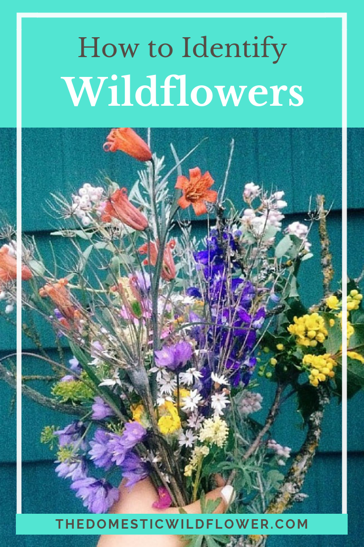 How to Identify Wildflowers In Your Area