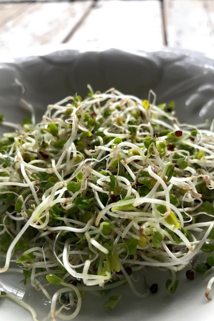 How to Grow Sprouts in a Jar Growing microgreen sprouts in a mason jar is easy and inexpensive - even for someone with no green thumb! This tutorial has a few pro tips to ensure you grow tasty, nutritious sprouts in a simple canning jar. When I was growing up in my very rural community, fresh greens out of season were hardly available, and if they were, my frugal mama wasn’t about to purchase them. Mom grew sprouts in a jar often and they were an incredibly cheap way to add crisp flavor and texture to salads, sandwiches, and more. I’ll admit right here that despite being a canning blogger, I’m no gardener. I have a hard time keeping anything alive but I can grow these little babies easily. Growing sprouts in a jar is easy with the tips that follow! My mom used to get her seeds from the little local grocery or feed store, and you could as well, but the sprouts I used and am so happy with are from Sustainable Sprout. I LOVE their range of options- you could choose a mild mix (if you are living the picky child life like me) a spicy mix for more flavor, radish or broccoli (I did broccoli for my first batch and my kids even liked it...but I did NOT reveal that it was broccoli. They are just sprouts, ‘k?) How to Grow Sprouts in a Jar You’ll need a packet (or 2 or 10- might as well stock up because you’ll be making this weekly probably) of seeds A jar A 6 inch square of nylon - as in, from a pair you used to wear but got a run in. My mom always used nylon and it drys faster than cheesecloth (a perfectly acceptable substitute) and drains the jar easily. Drying quickly is desirable because it limits bacteria growth and nylons (or thin tights!) are perfect for that. Place 1 tablespoon of seeds (half a packet!) in the bottom of a perfectly clean quart (4 cup) mason jar. I like using the wide mouth jars for when the sprouts are ready to pull out- it’s easier to reach in to remove them than in a regular mouth jar. Place the nylon or double layer of cheesecloth over the top of the jar and screw on the ring. Fill with water, swish, and drain. Pro Tip: If at all possible, prop the jar in a small casserole dish, or in a saucer with the back end of the jar on a spare canning jar ring so that the bit of water that remains after the twice daily rinsing drains properly. Having this little saucer set up on the counter will save you time and prevent your seeds from having too much water. After you’ve rinsed your seeds the first time, let them rest inverted in the above described set up until evening. Rinse again before bed/after you wash evening dishes/some time at the end of the day. Rinse seeds (which is essentially watering them) twice daily. They should be left to rest in a warm spot if possible- 70 degrees is ideal. I’ve made these once in the winter and I think they didn’t sprout because the spot I had them sitting was too dark and cold. Remember: seeds sprout in the springtime, so you are recreating that in your jar, to some extent. Warm, sunny, and twice daily rinsing will yield germinated (aka sprouted) seeds in a few days, and you’ll be able to watch the seeds grow before your eyes over the course of 5-8 days. If the nylon or cheesecloth smells funky, swap it out and wash in the washing machine. When the sprouts have filled the jar in volume and/or the sprouts look like something you want to eat in color and size, pull them out. I let my sprouts sit in a colander for a few minutes to get any remaining water out of them and store in the refrigerator in a covered container. 
