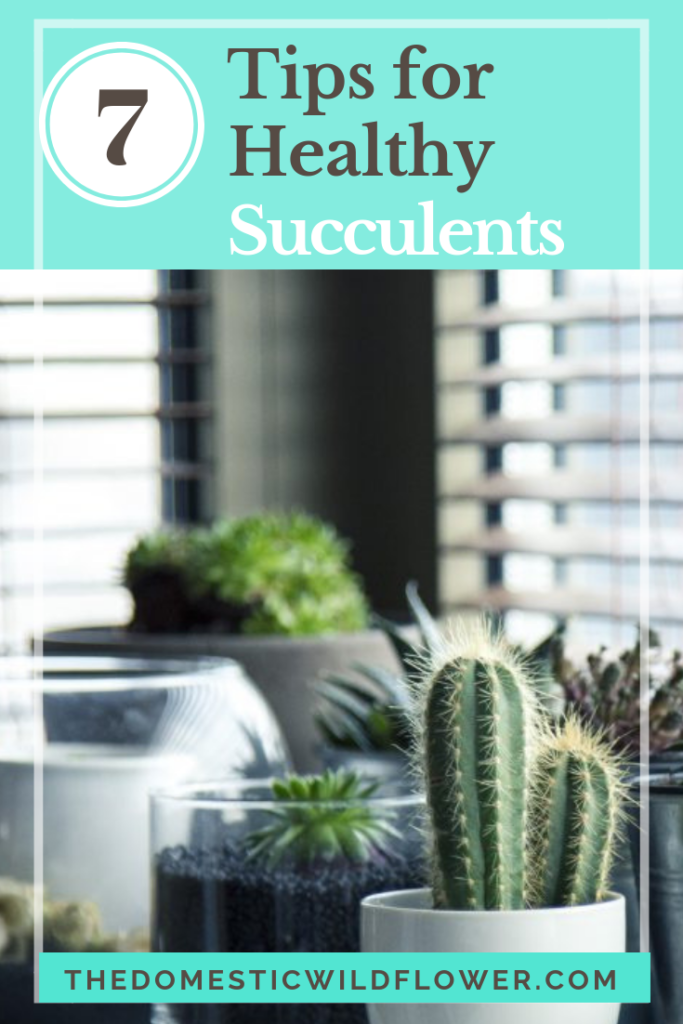 7 Tips For Healthy Succulents