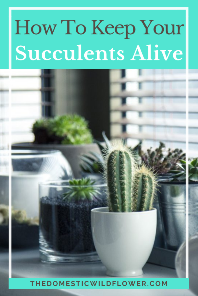 7 Tips For Healthy Succulents
