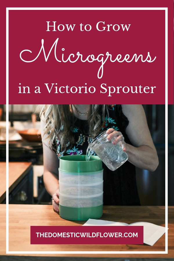 How to Grow Microgreens in a Victorio Sprouter 